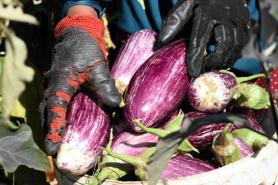 Yamula Patlıcanı Çiftçinin Yüzünü Güldürdü