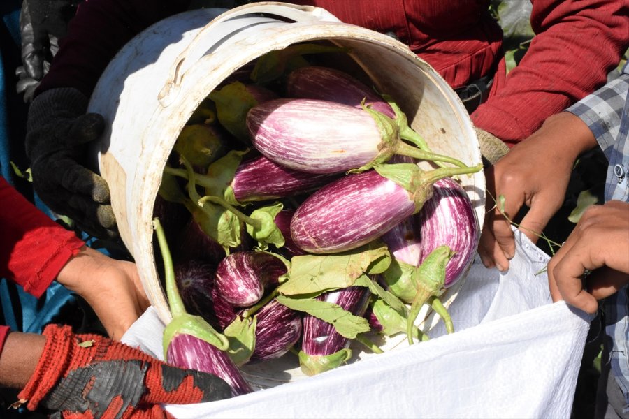 Yamula Patlıcanı Çiftçinin Yüzünü Güldürdü