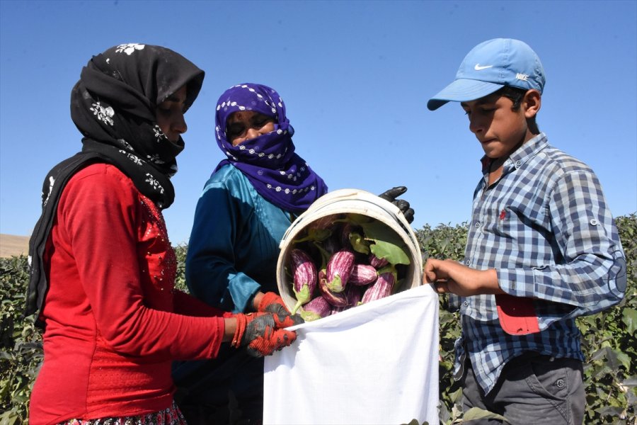 Yamula Patlıcanı Çiftçinin Yüzünü Güldürdü
