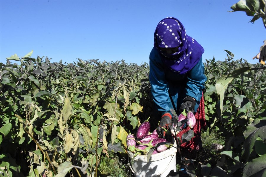 Yamula Patlıcanı Çiftçinin Yüzünü Güldürdü