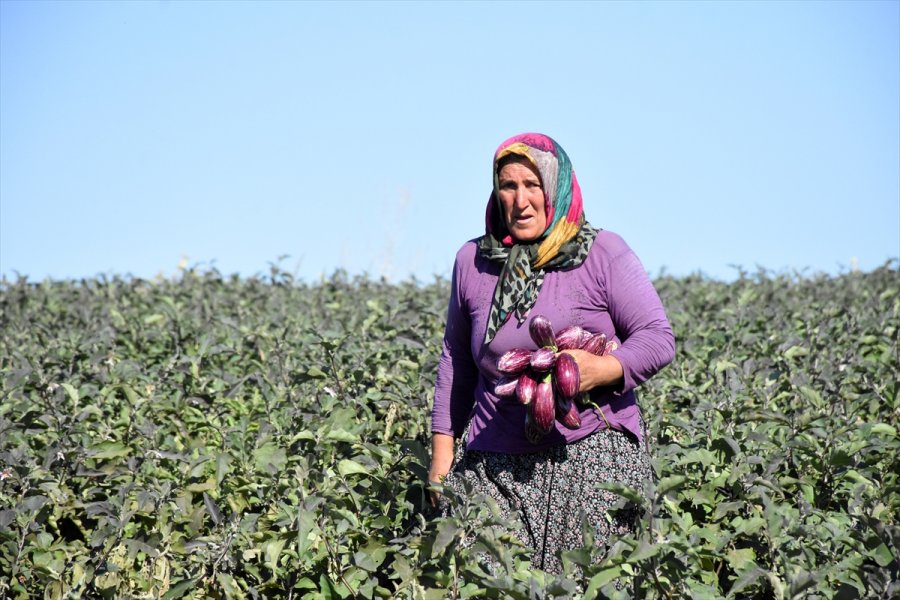 Yamula Patlıcanı Çiftçinin Yüzünü Güldürdü