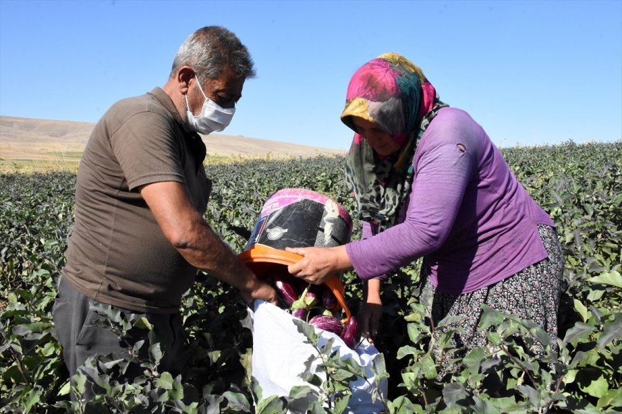 Yamula Patlıcanı Çiftçinin Yüzünü Güldürdü