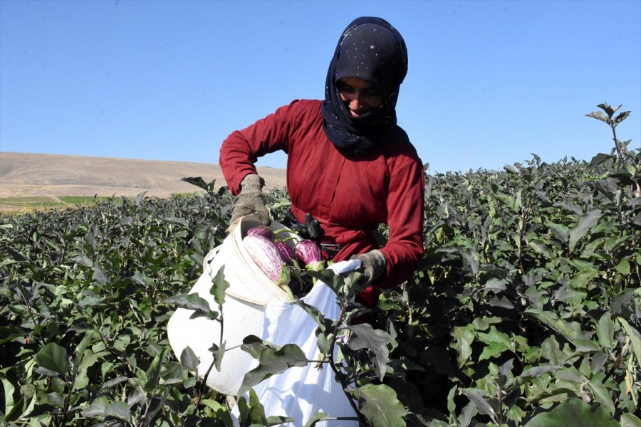 Yamula Patlıcanı Çiftçinin Yüzünü Güldürdü
