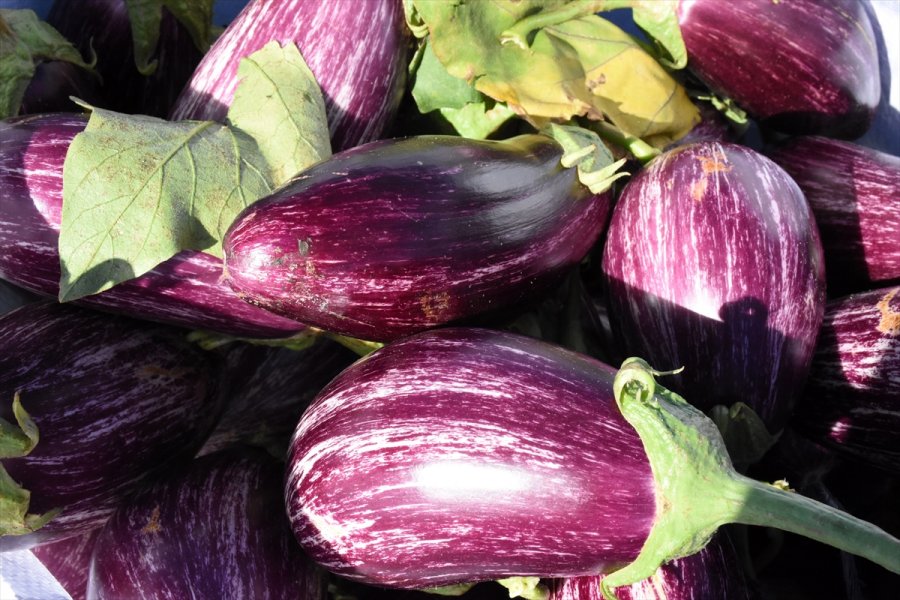 Yamula Patlıcanı Çiftçinin Yüzünü Güldürdü