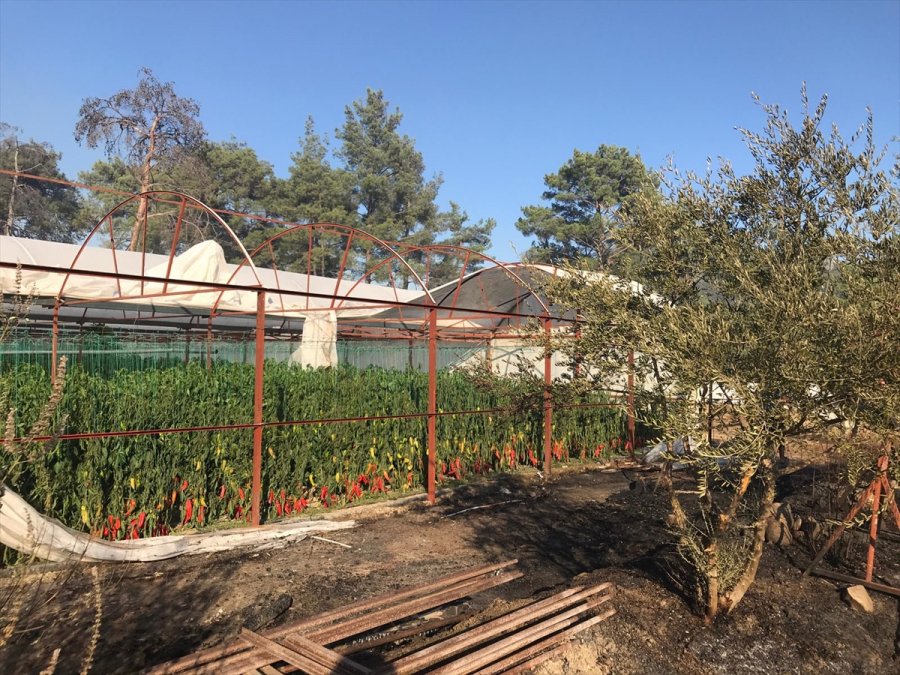 Antalya'da Seralara Da Sıçrayan Orman Yangınına Müdahale Ediliyor