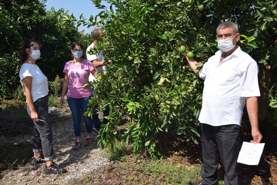 Kumluca'da Akdeniz Meyve Sineğiyle Mücadele Başladı