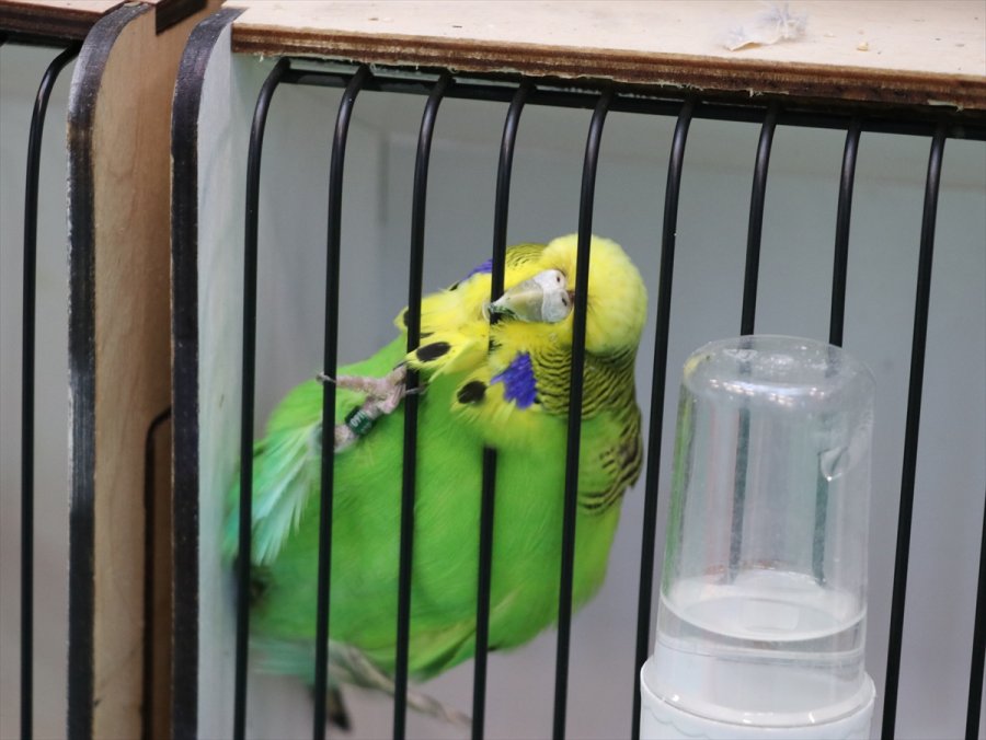 Antalya'da Hayvanseverlerin Buluştuğu 