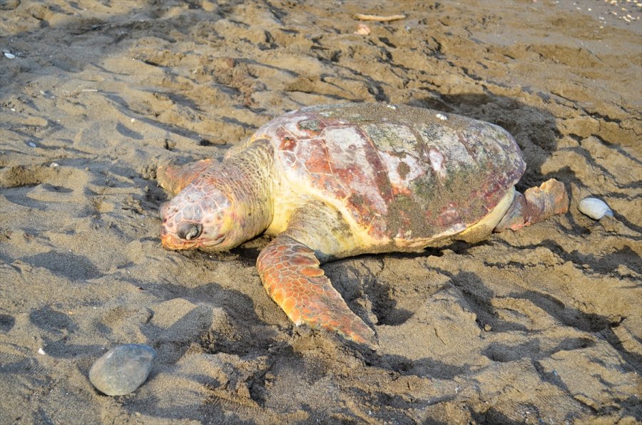 Mersin'de Denizde Ölü Caretta Caretta Bulundu