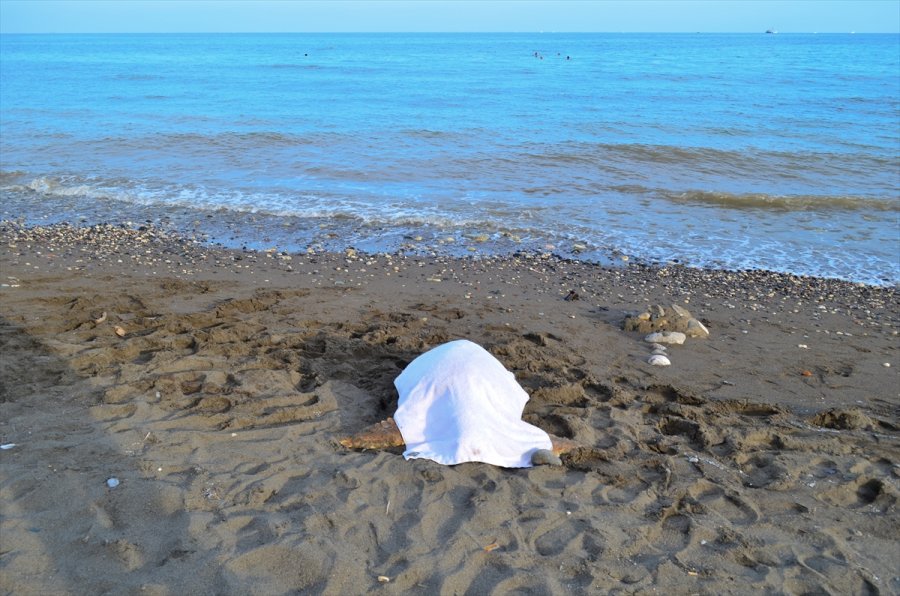 Mersin'de Denizde Ölü Caretta Caretta Bulundu