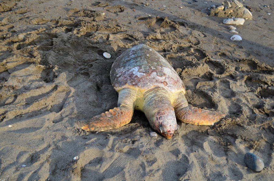 Mersin'de Denizde Ölü Caretta Caretta Bulundu