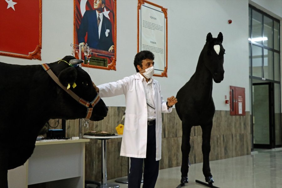 Akademisyenlerin Öğrenciler İçin Tasarladığı Sığır Ve At Gerçeğini Aratmıyor