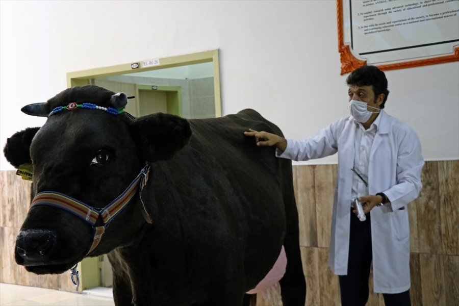 Akademisyenlerin Öğrenciler İçin Tasarladığı Sığır Ve At Gerçeğini Aratmıyor