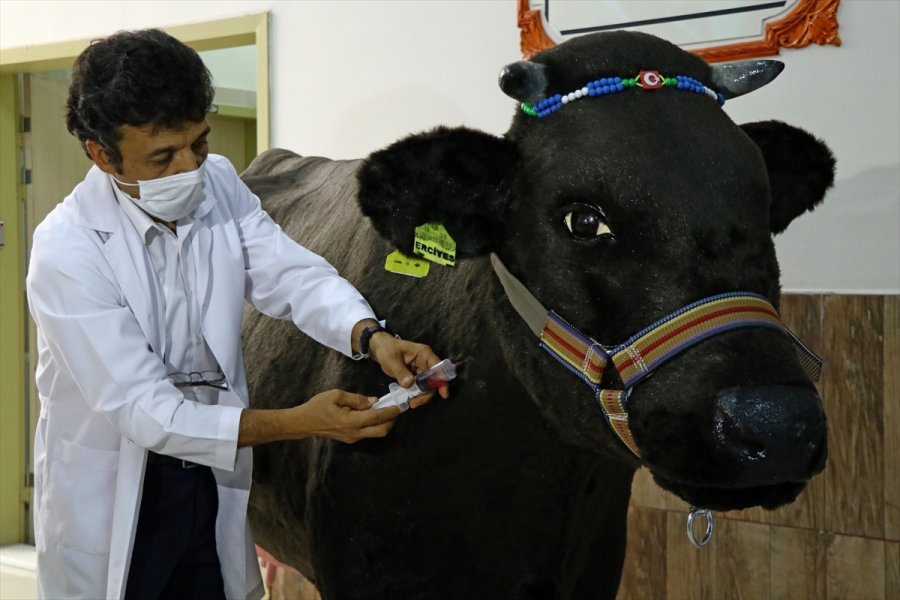 Akademisyenlerin Öğrenciler İçin Tasarladığı Sığır Ve At Gerçeğini Aratmıyor