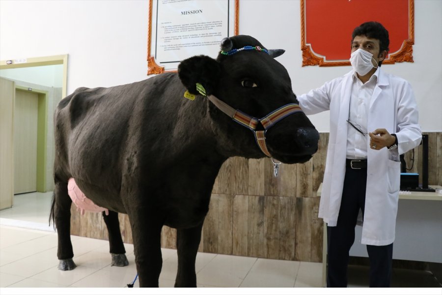 Akademisyenlerin Öğrenciler İçin Tasarladığı Sığır Ve At Gerçeğini Aratmıyor