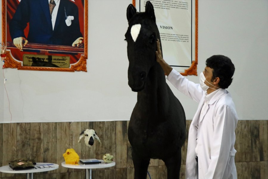 Akademisyenlerin Öğrenciler İçin Tasarladığı Sığır Ve At Gerçeğini Aratmıyor