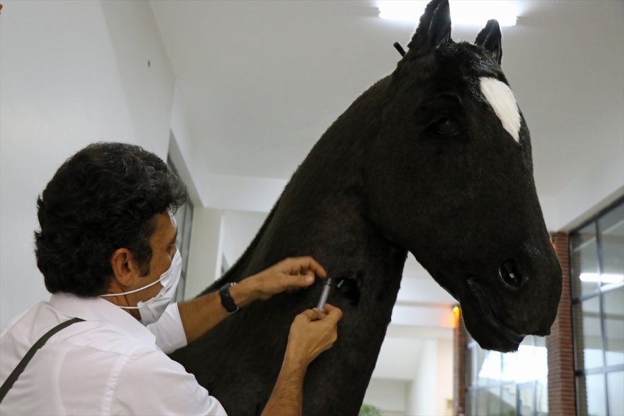 Akademisyenlerin Öğrenciler İçin Tasarladığı Sığır Ve At Gerçeğini Aratmıyor