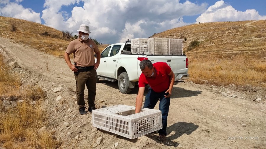 Antalya'da 1025 Kınalı Keklik Doğaya Bırakıldı