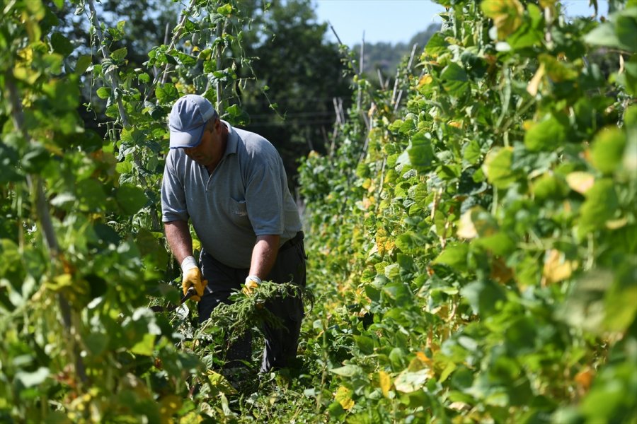Antalya'nın Yöresel Çandır Fasulyesinin Üretimi 3 Yılda 15 Kat Arttı