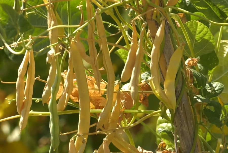 Antalya'nın Yöresel Çandır Fasulyesinin Üretimi 3 Yılda 15 Kat Arttı