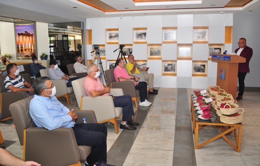 Matso, Üreticiler İçin Ejder Meyvesi Raporu Hazırladı