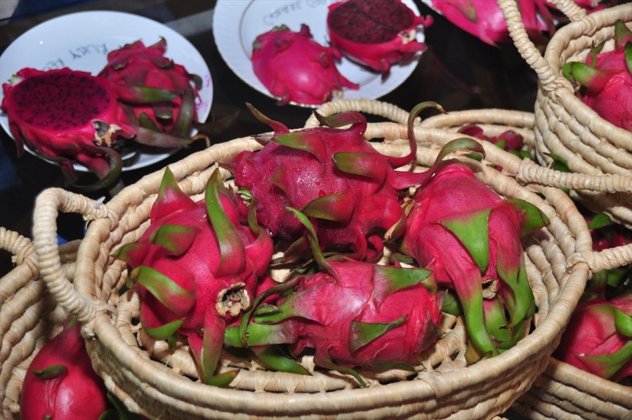 Matso, Üreticiler İçin Ejder Meyvesi Raporu Hazırladı