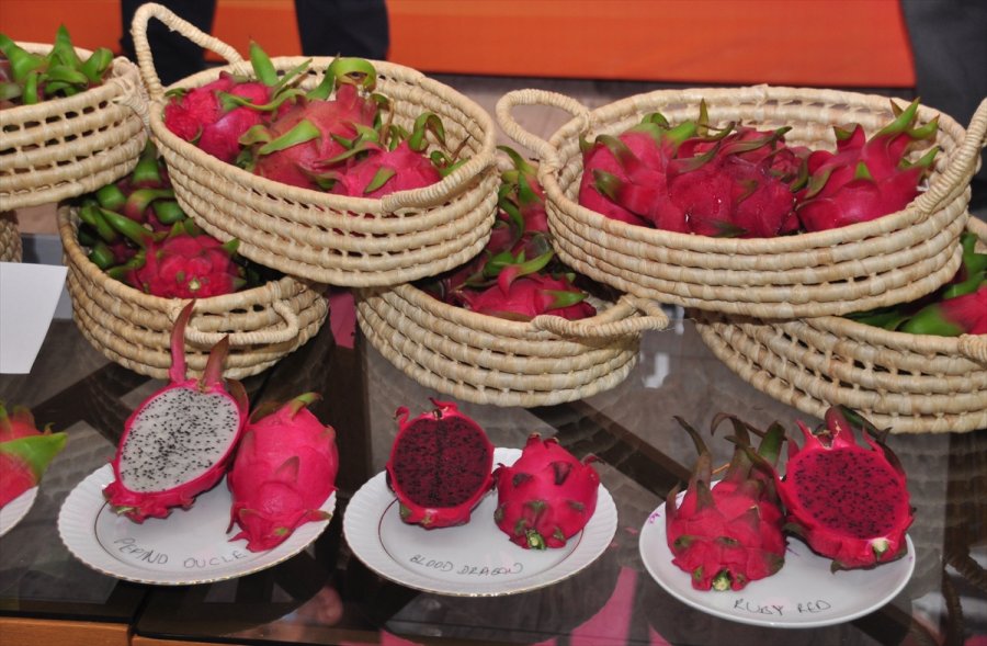 Matso, Üreticiler İçin Ejder Meyvesi Raporu Hazırladı