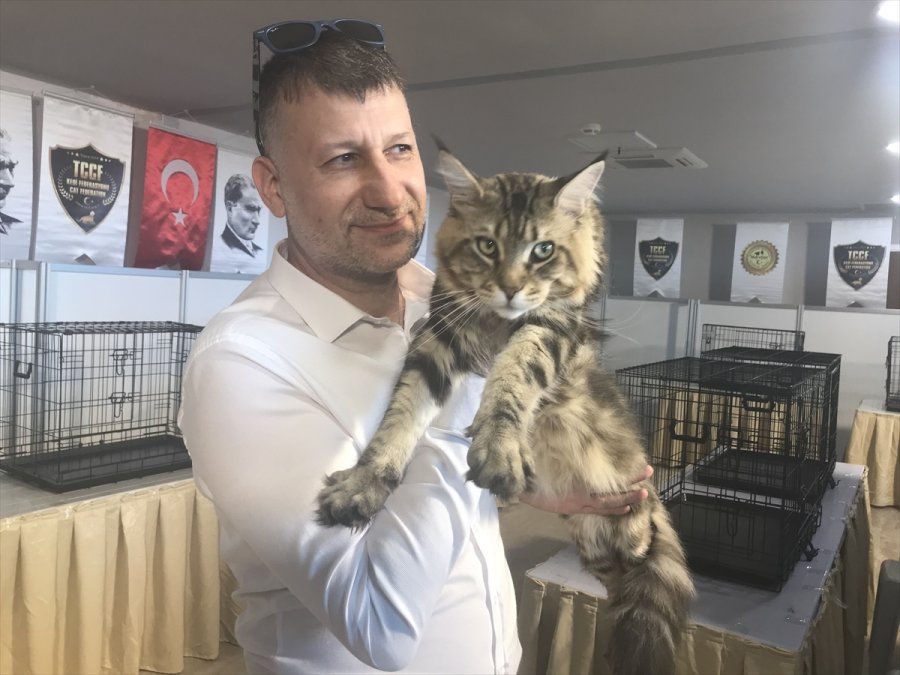 Kovid-19 Evcil Hayvan Satışlarını Artırdı