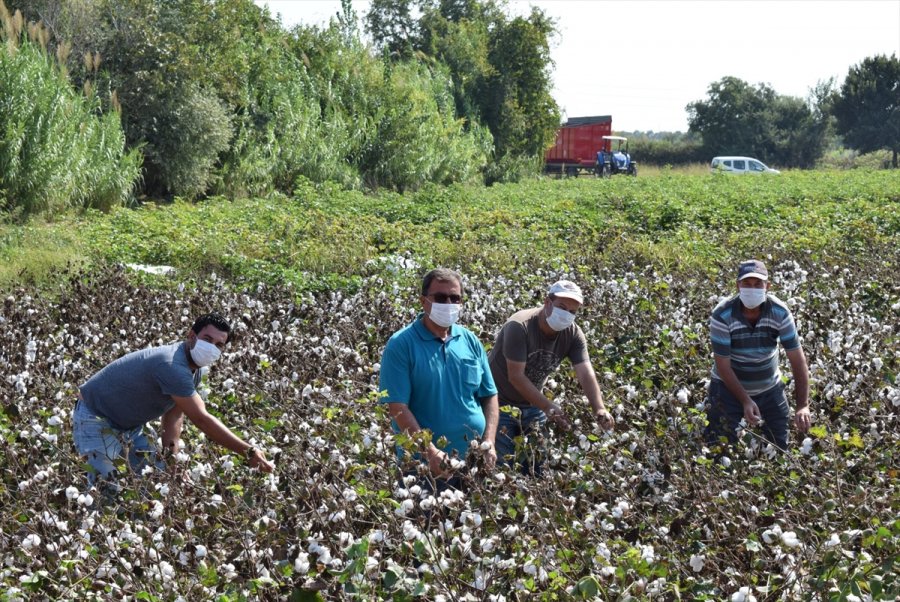 Antbirlik Kütlü Pamuk Alım Fiyatını 4 Lira 50 Kuruş Olarak Açıkladı