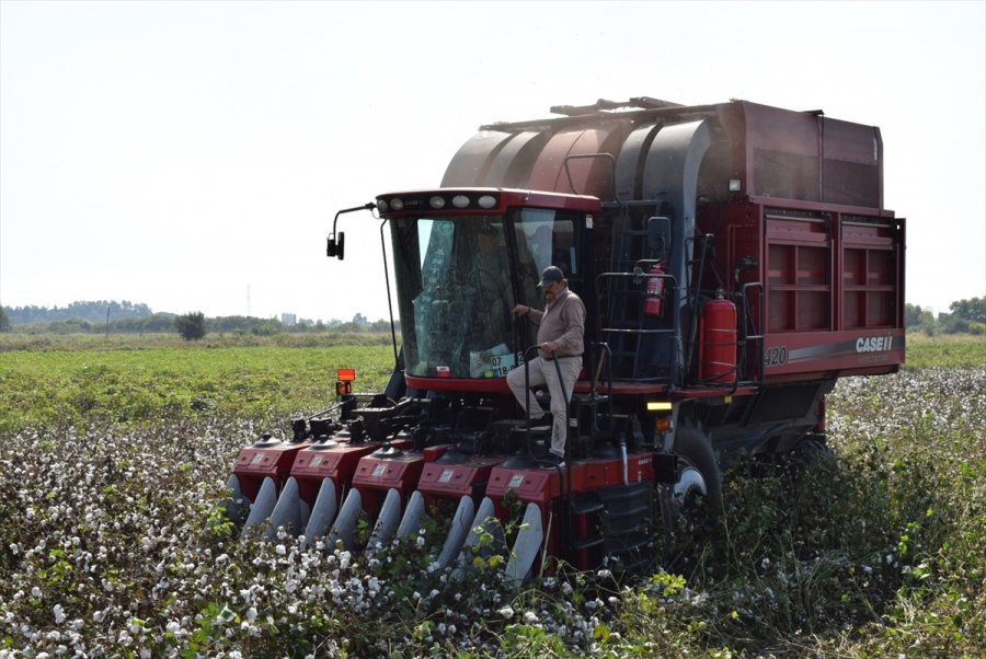 Antbirlik Kütlü Pamuk Alım Fiyatını 4 Lira 50 Kuruş Olarak Açıkladı