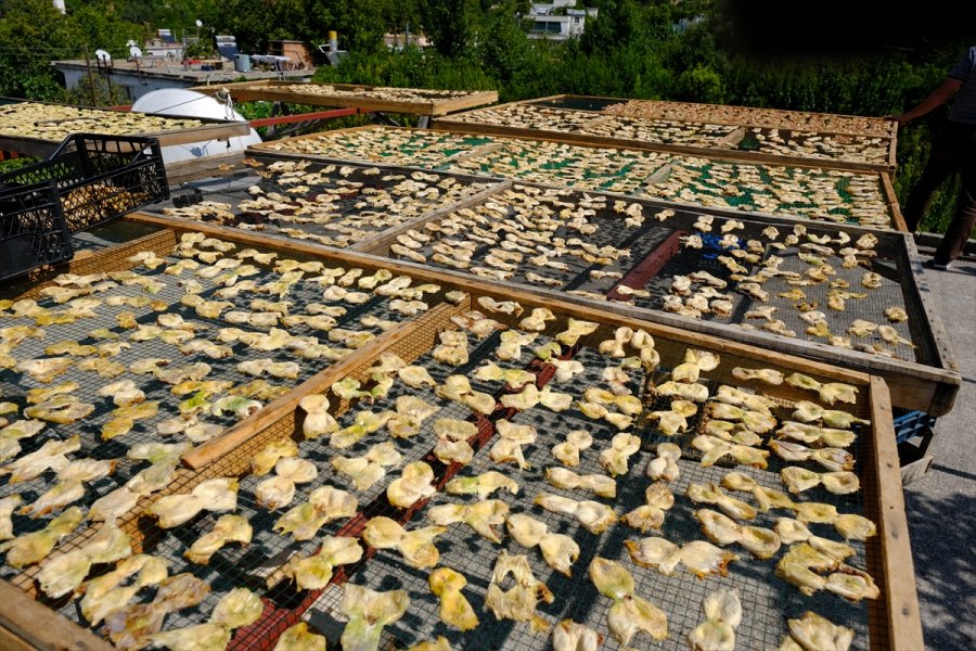 Mersin'de Beyaz İncir Üreticisinin Yüzünü Güldürüyor