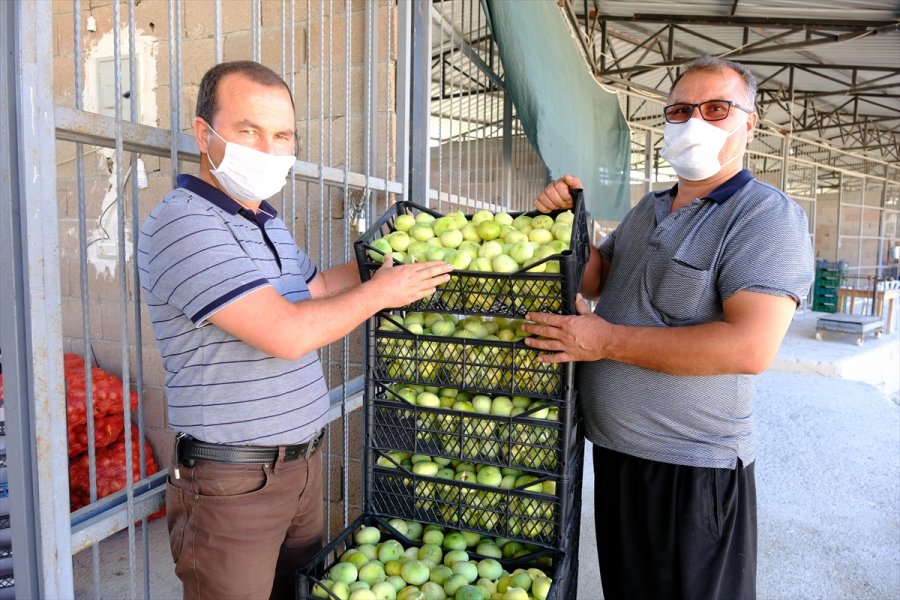 Mersin'de Beyaz İncir Üreticisinin Yüzünü Güldürüyor