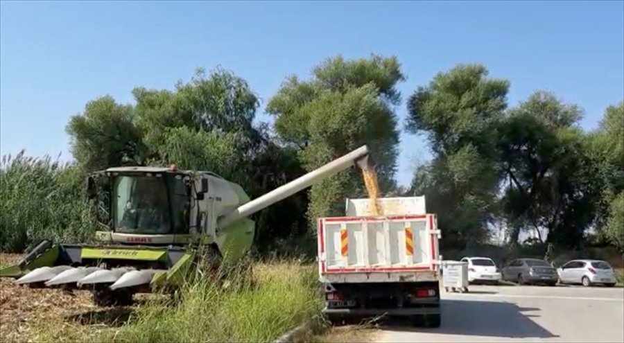 Muratpaşa Belediyesi Mısır Hasat Etti