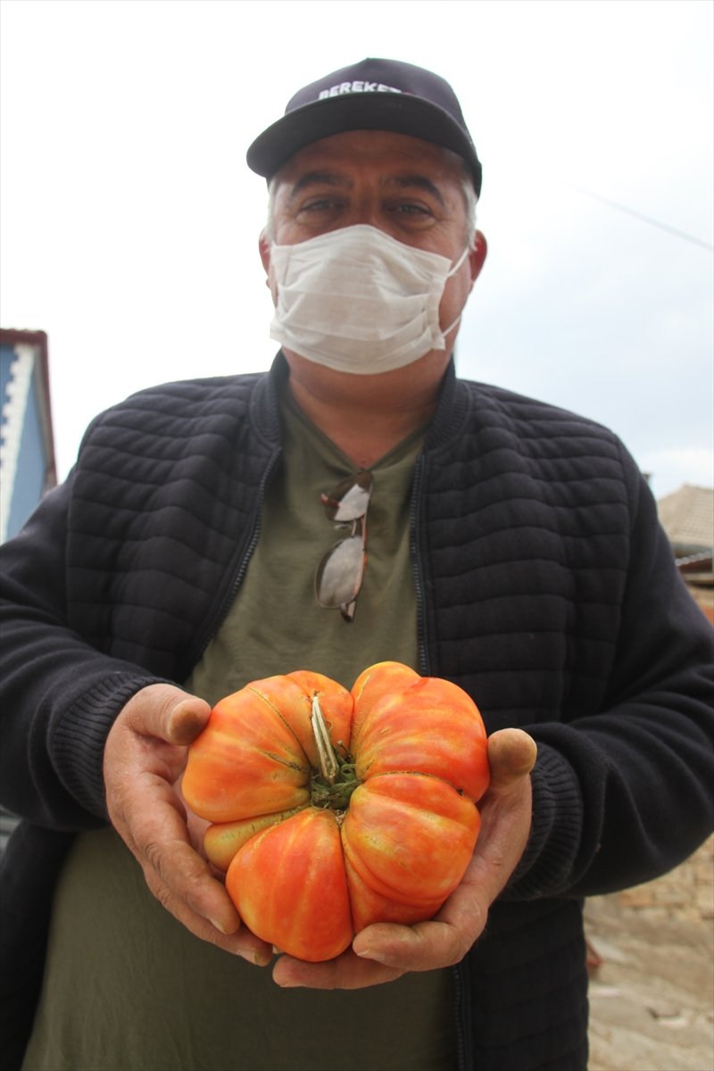 Beyşehirli Çiftçi, Hobi Bahçesinde 1 Kilograma Ulaşan Osmanlı Domatesi Yetiştirdi