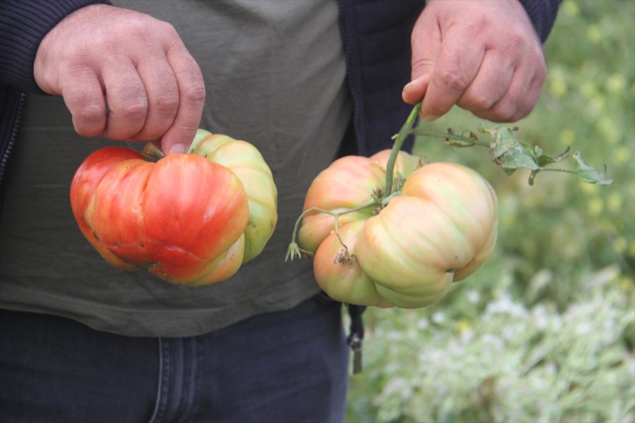 Beyşehirli Çiftçi, Hobi Bahçesinde 1 Kilograma Ulaşan Osmanlı Domatesi Yetiştirdi