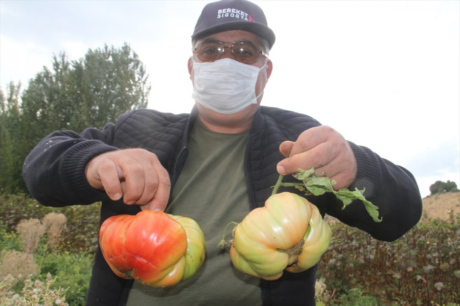 Beyşehirli Çiftçi, Hobi Bahçesinde 1 Kilograma Ulaşan Osmanlı Domatesi Yetiştirdi