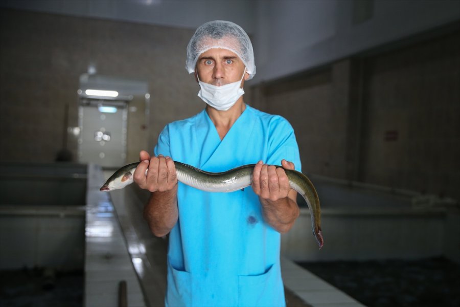 Hobi Amaçlı Tuttuğu Yılan Balıklarını İhraç Etmeye Başladı