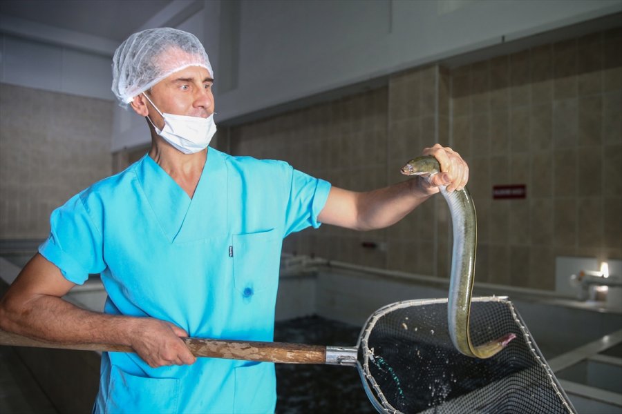 Hobi Amaçlı Tuttuğu Yılan Balıklarını İhraç Etmeye Başladı