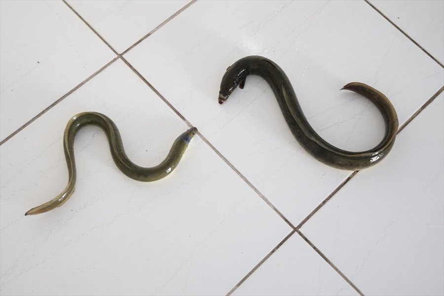 Hobi Amaçlı Tuttuğu Yılan Balıklarını İhraç Etmeye Başladı