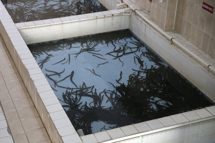 Hobi Amaçlı Tuttuğu Yılan Balıklarını İhraç Etmeye Başladı