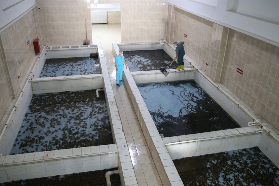 Hobi Amaçlı Tuttuğu Yılan Balıklarını İhraç Etmeye Başladı