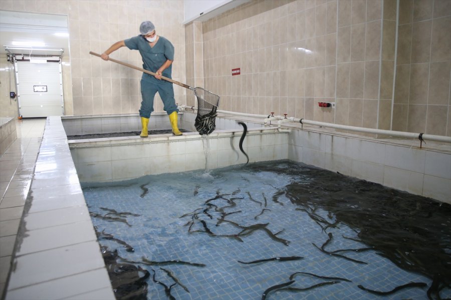 Hobi Amaçlı Tuttuğu Yılan Balıklarını İhraç Etmeye Başladı