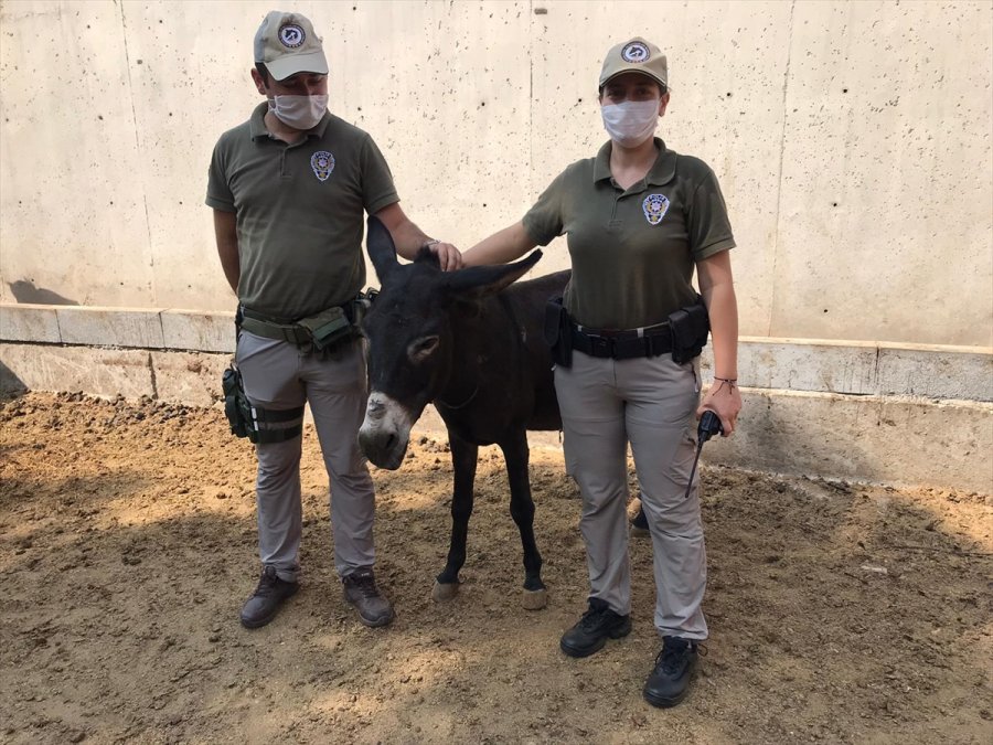 Mersin'de Kamyonete Bağlanarak Sürüklenen Eşeği Polis Kurtardı