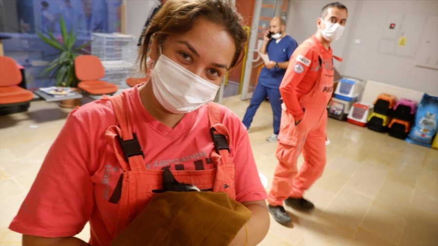 Eskişehir'de Foseptiğe Düşen Kedi Yavrusu Kurtarıldı