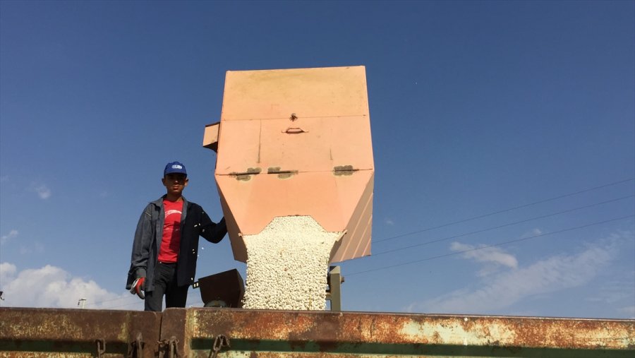 Rekoltesi Düşen Kuru Fasulye Fiyatıyla Yüz Güldürüyor