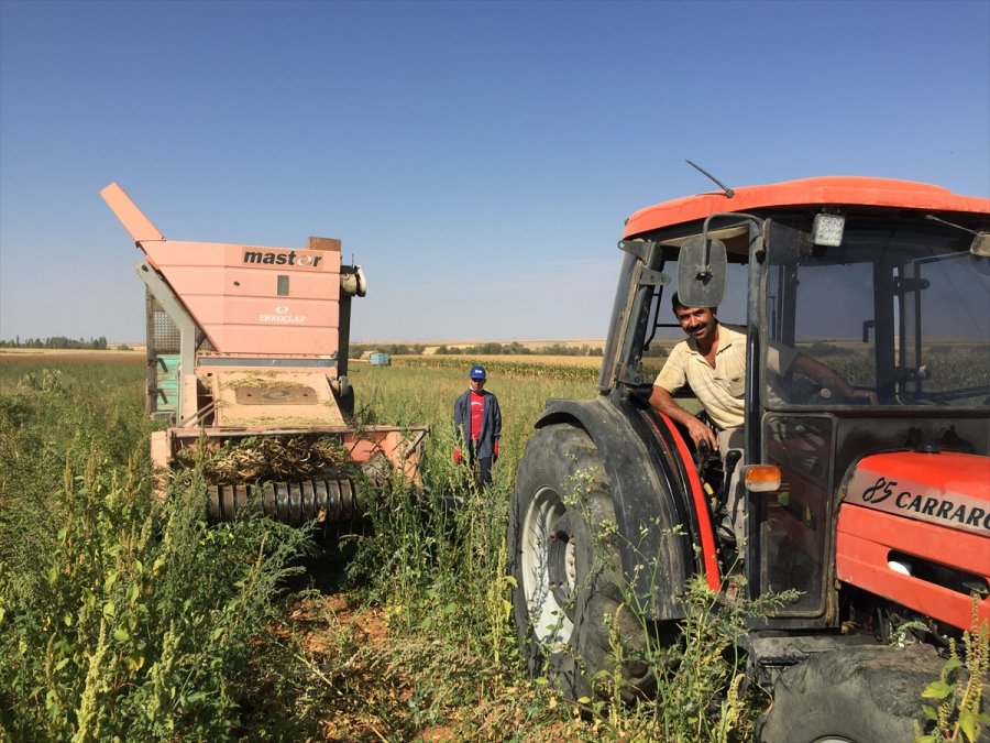 Rekoltesi Düşen Kuru Fasulye Fiyatıyla Yüz Güldürüyor