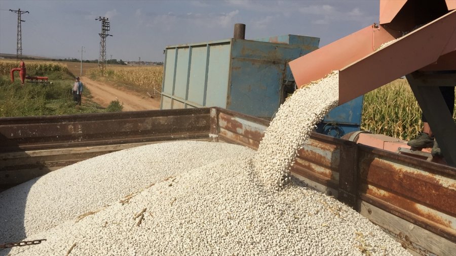 Rekoltesi Düşen Kuru Fasulye Fiyatıyla Yüz Güldürüyor