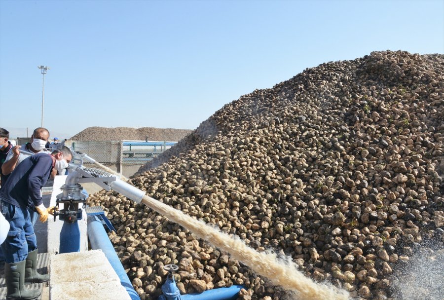 Kayseri Şeker 66. Kampanya Döneminde 174 Bin Ton Şeker Üretecek