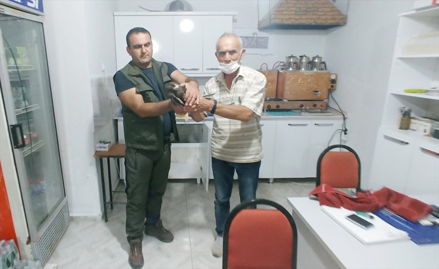 Kayseri'de Yaralı Bulunan 2 Şahin Tedavi Altına Alındı