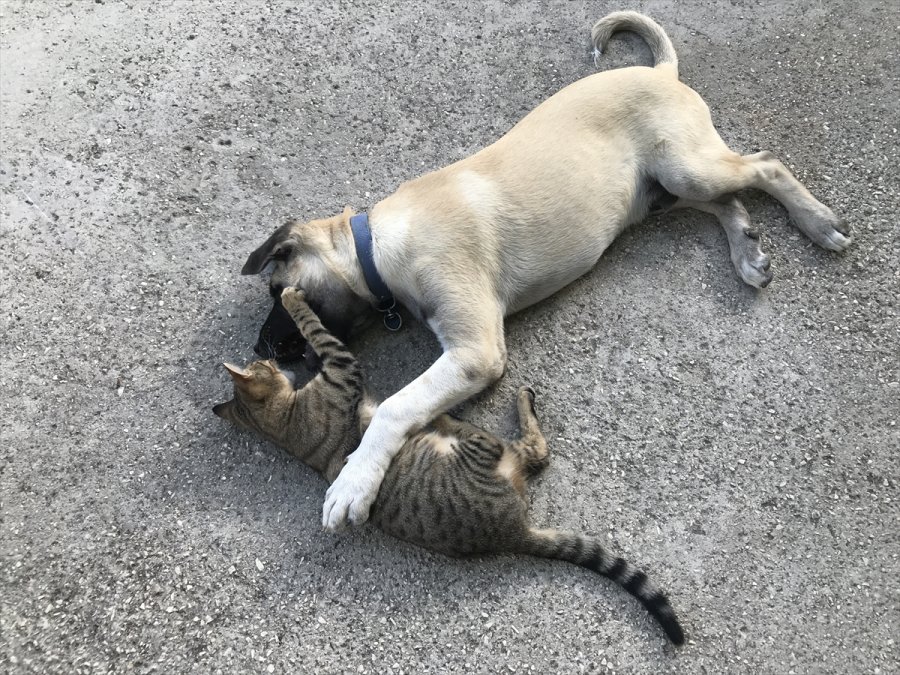 Kedi İle Köpeğin Dostluğu Görenleri Şaşırtıyor