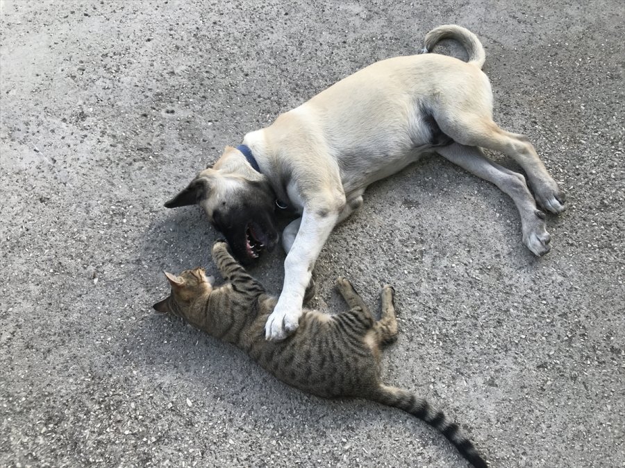 Kedi İle Köpeğin Dostluğu Görenleri Şaşırtıyor